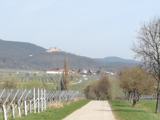 Maikammer Mandelblütenweg April 2018